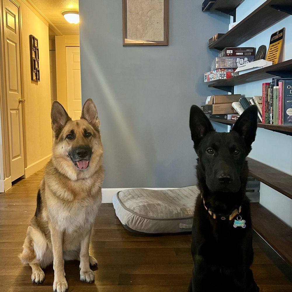 Pet friendly home - Picture 8 of 16